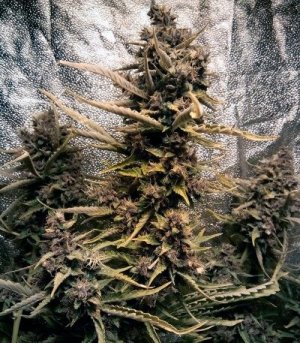 Aut_Blackberry_Kush.jpg