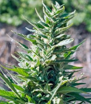 Durban_poison.jpg
