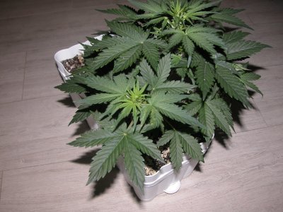 DSCN4196.JPG
