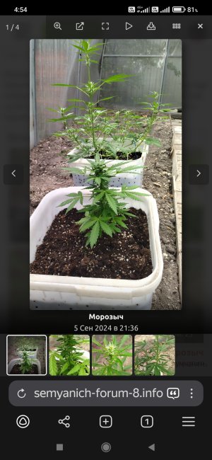 Screenshot_2025-04-08-04-54-46-971_com.yandex.browser.jpg
