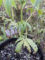 IMG_7185.jpeg