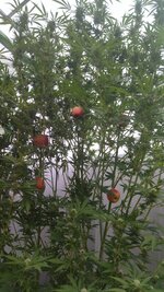 IMG_20250928_143713.jpg