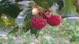 IMG_20251123_160053.jpg