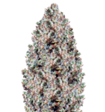 1764830444108.png