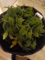 IMG_20251208_231222_524.jpg