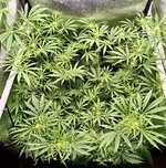 Day 54 (26.12).jpg