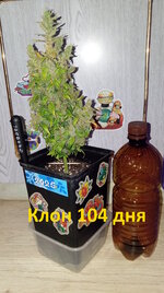 104 дн (1).jpg