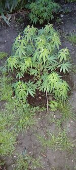 IMG_20260520_200954.jpg