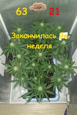 Нестареющая классика. Белая вдова.