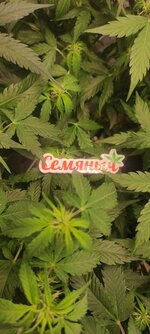 Весенний Dos-Vi-Dos