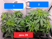 ПЕРВЫЙ ГРОВ