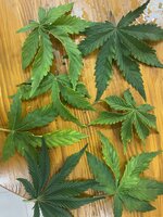 IMG_0251.jpeg