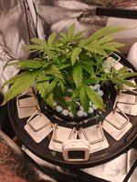 IMG_20261007_160853_174.jpg