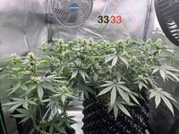 IMG_0595.jpeg