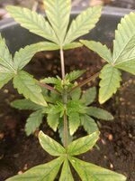 IMG_20261025_172059_340.jpg