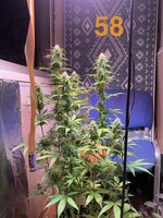 IMG_3290.jpeg