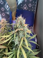 IMG_3419.jpeg