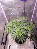 IMG_7061.jpeg
