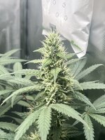 IMG_1417.jpeg