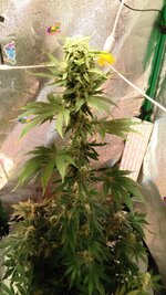 1000135917.jpg