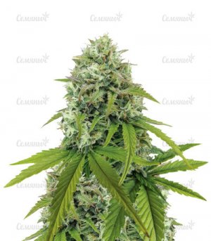 Zkittlez-Auto.jpg Zkittlez-Auto.jpg