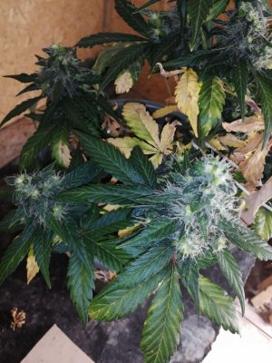 ak (6).jpg