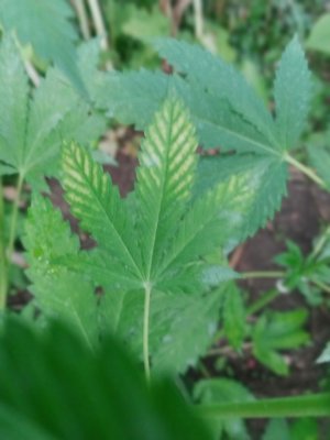 IMG20220802195114.jpg