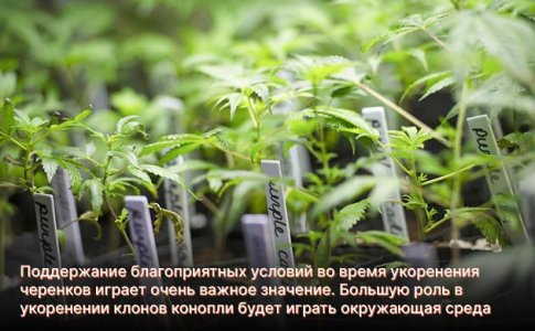 стимуляторы корнеобразования для клонирования марихуаны