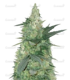 Bud Bud Bling Tings.jpg
