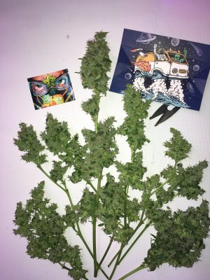 28 (20).JPG