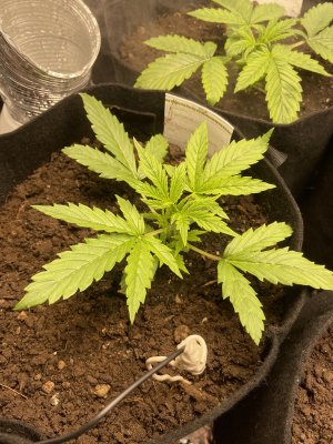 IMG_0464.JPG