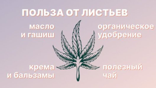 Что сделать из листьев конопли Что сделать из листьев конопли