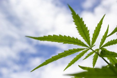 Выращивание конопли в открытом грунте Выращивание конопли в открытом грунте