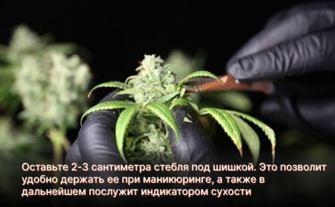 Маникюринг шишек марихуаны