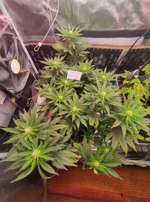 cbd.jpg