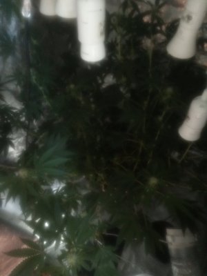 IMG_20100221_010638_8.jpg