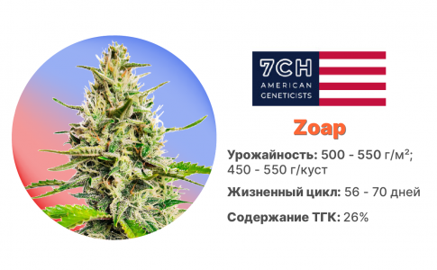 Zoap Zoap
