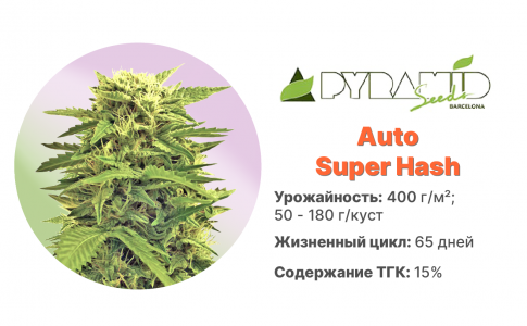 Auto Super Hash Auto Super Hash