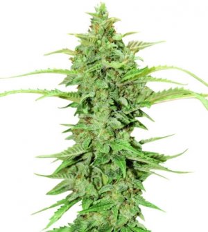 cbd green crack.jpg