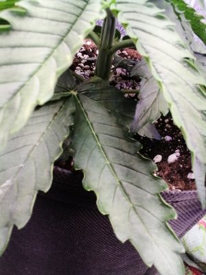 IMG_20240519_102052.jpg