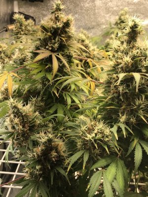7FF31978-09F9-4E51-BD25-2ABEB993FA01.jpeg