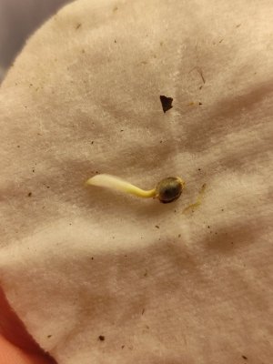 cleaned_IMG20240209131835.jpg