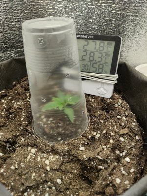 cleaned_IMG20240309203124.jpg